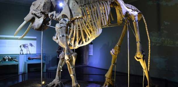 Kahtramanmaraş-Maraş Mamutu